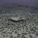 Heavily damaged coral reef at French Frigate Shoals after Hurricane Walaka